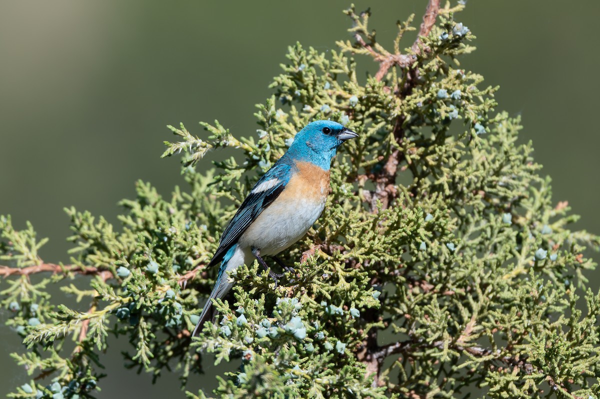 Lazuli Çintesi - ML637631746
