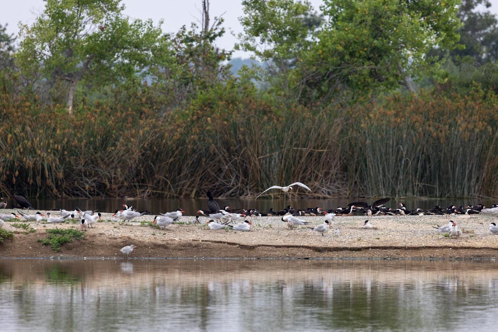 Caspian Tern - ML637631757