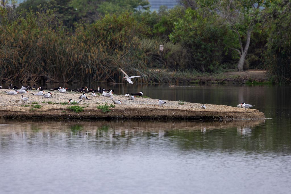 Caspian Tern - ML637631759