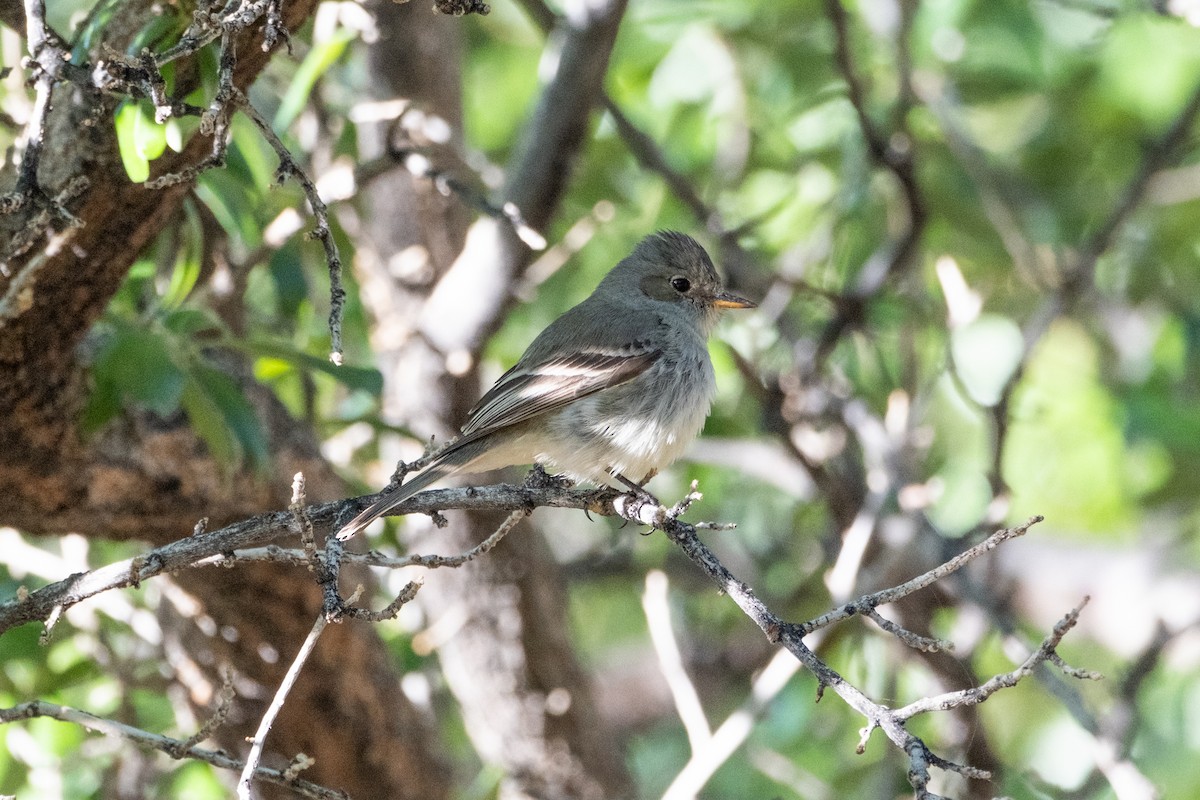 Gray Flycatcher - ML637631771