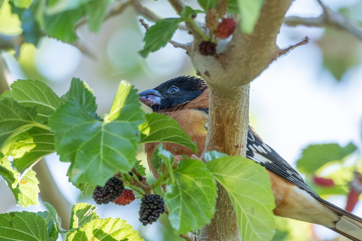 Black-headed Grosbeak - ML637631773