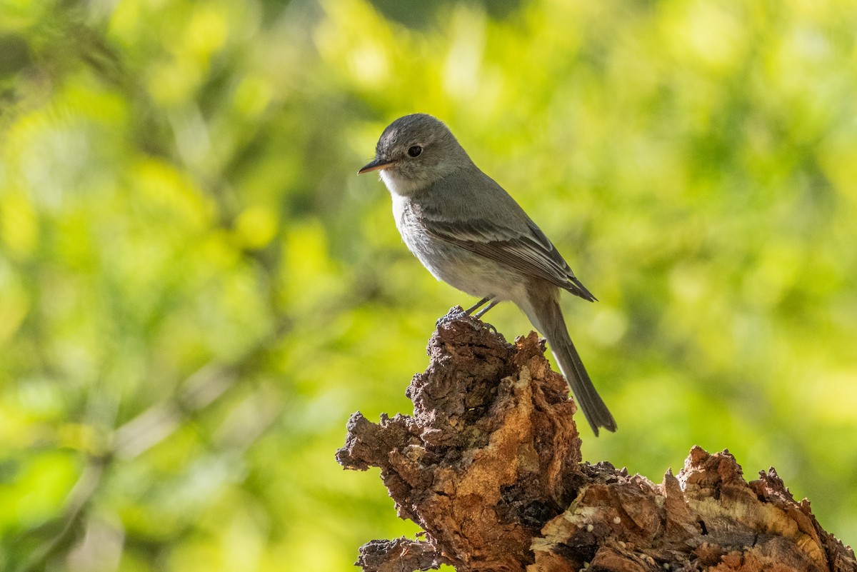 Gray Flycatcher - ML637631775