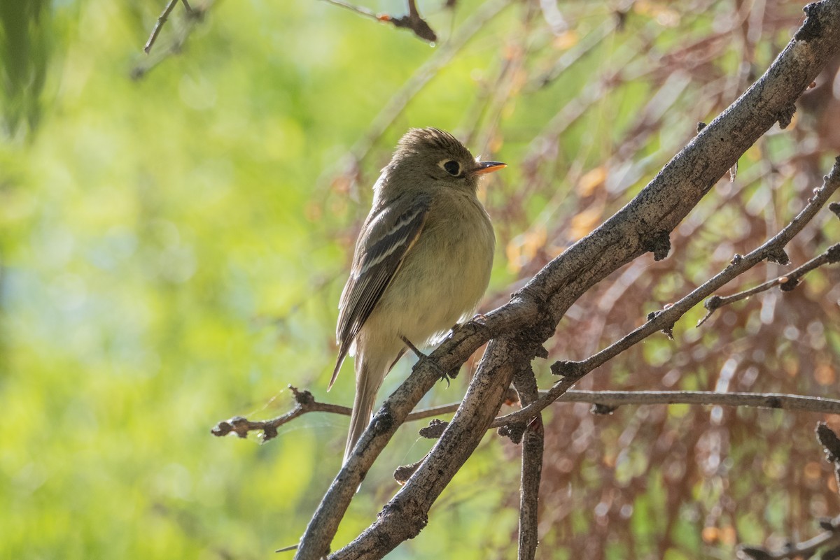 Western Flycatcher - ML637631780