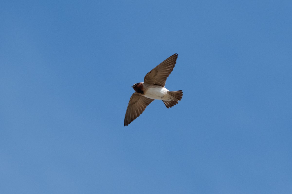 Cliff Swallow - ML637631787