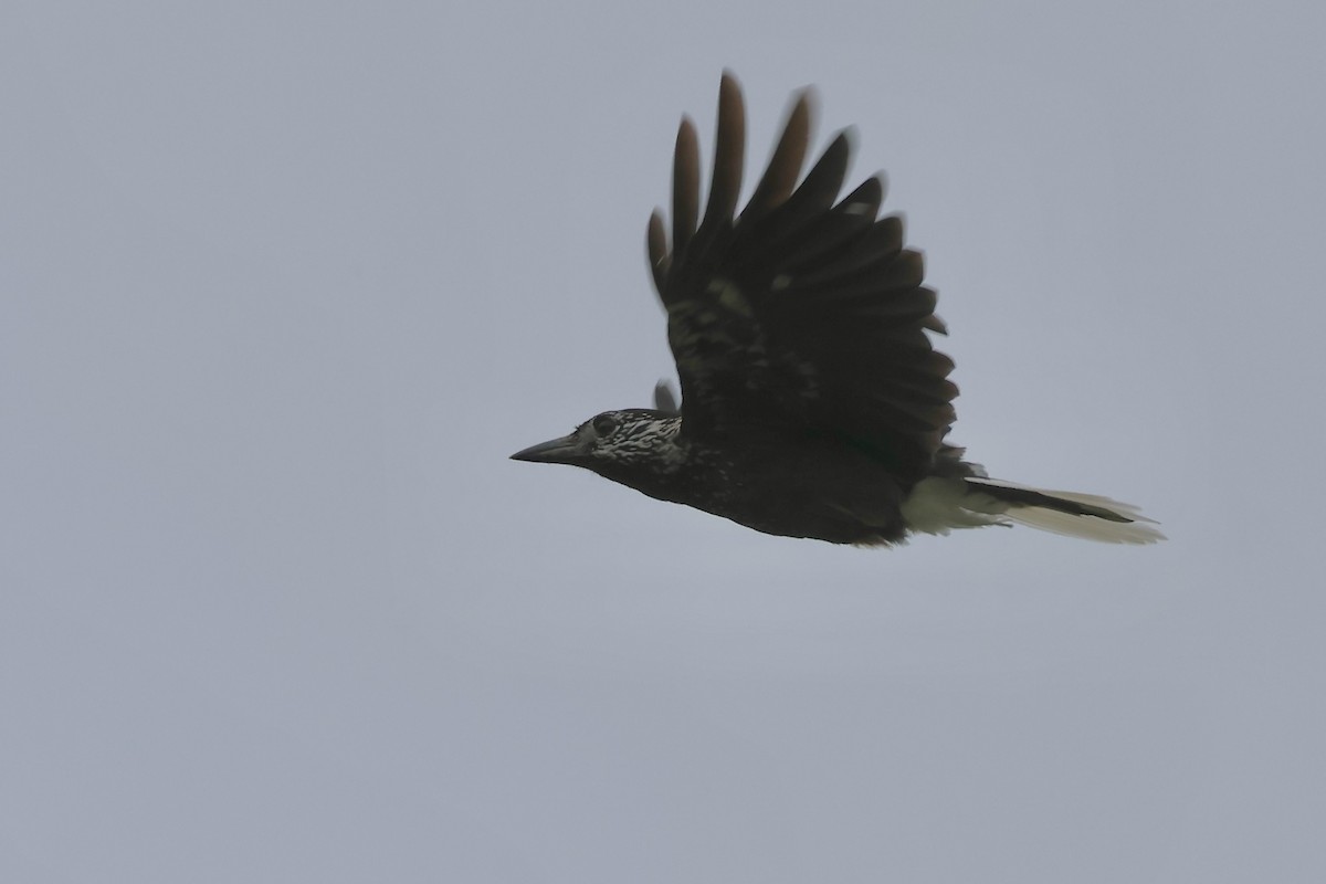 Southern Nutcracker - ML637631803