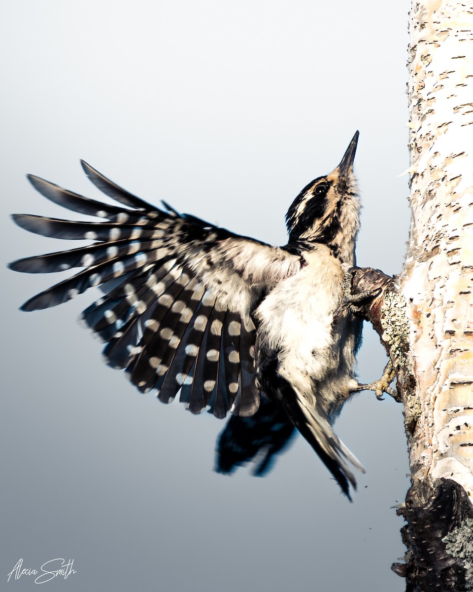Hairy Woodpecker - ML637631812