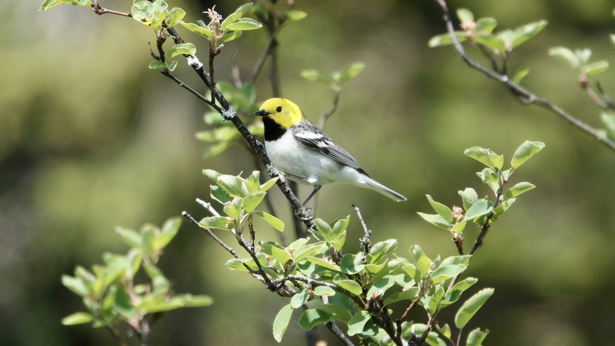 Hermit Warbler - ML637631849