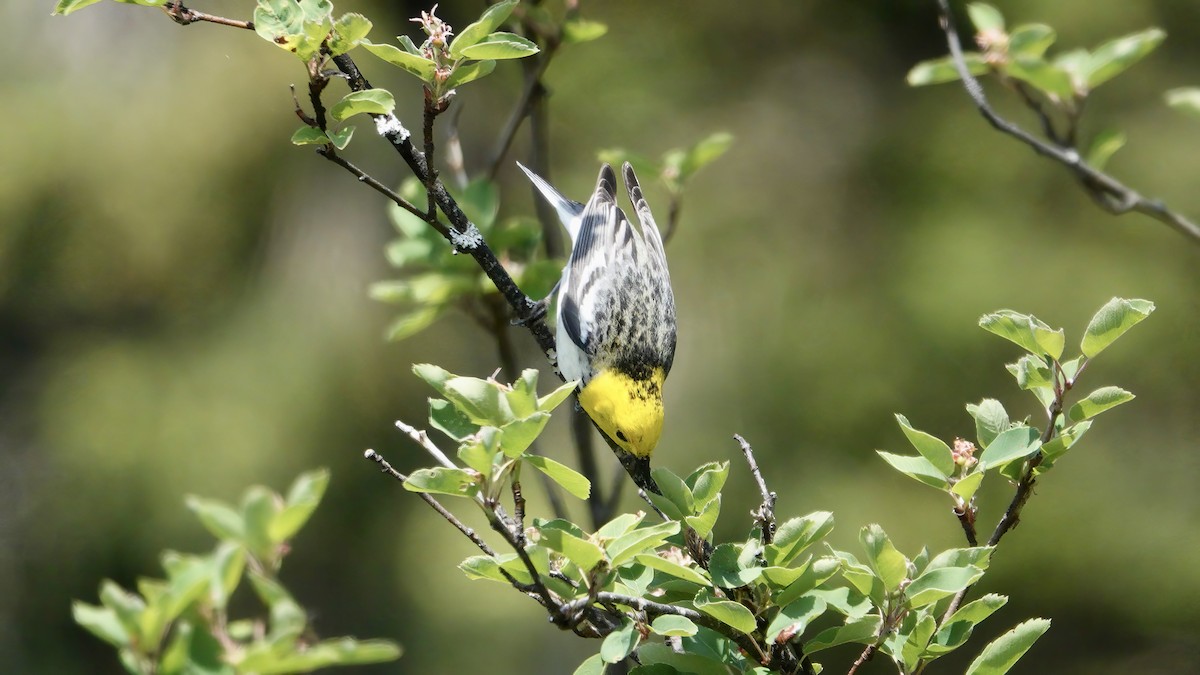Hermit Warbler - ML637631850