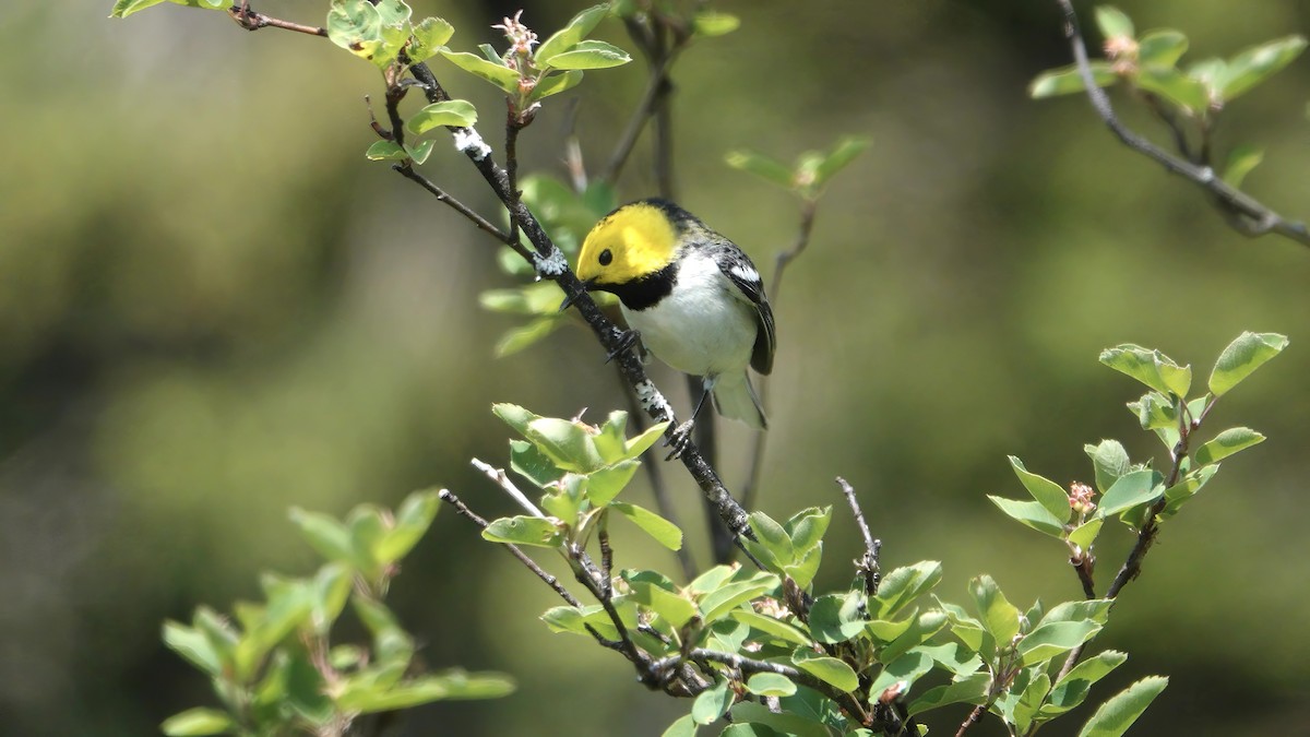 Hermit Warbler - ML637631851