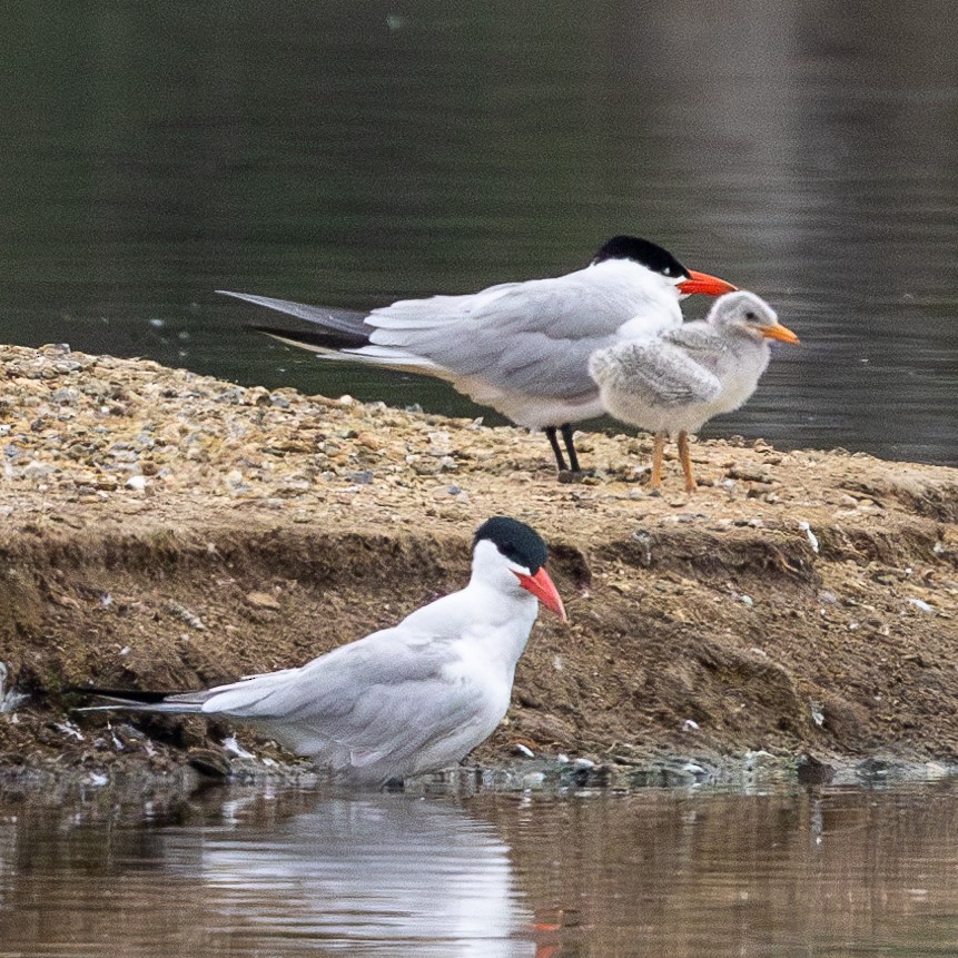 Caspian Tern - ML637631882