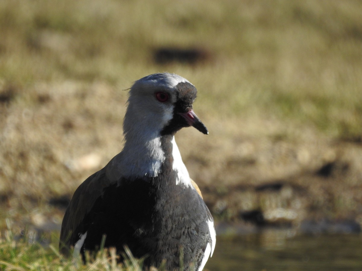 Southern Lapwing - ML637631886