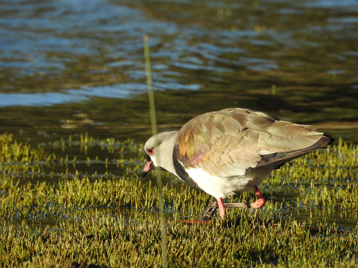 Southern Lapwing - ML637631893