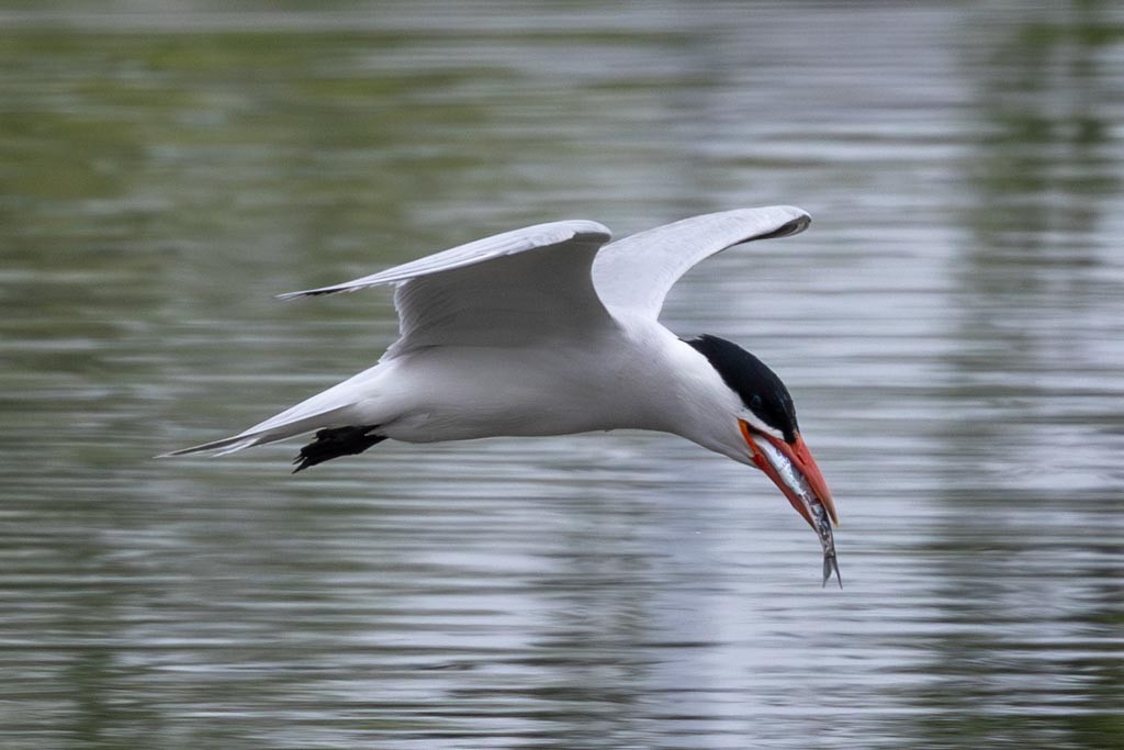 Caspian Tern - ML637631909