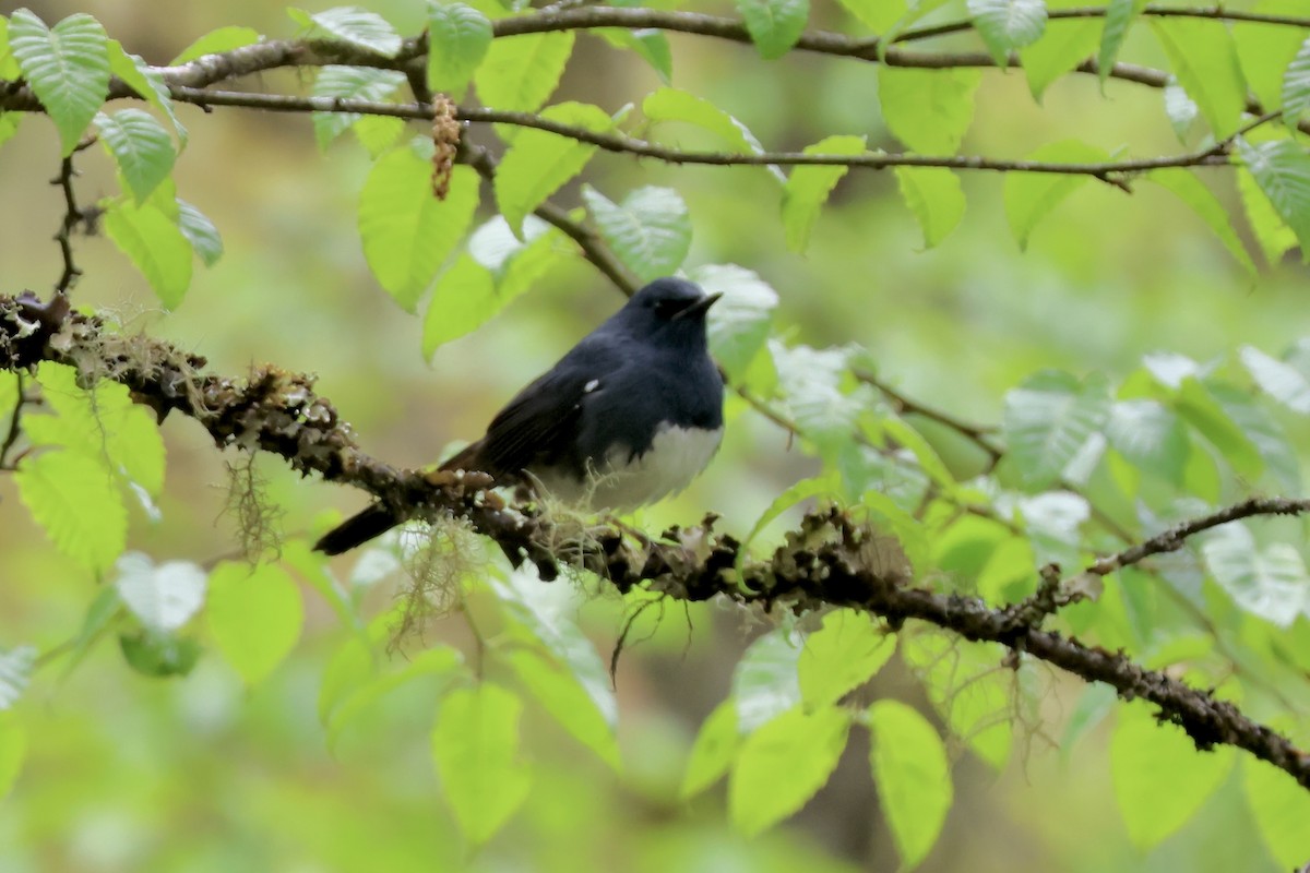 White-bellied Redstart - ML637631919