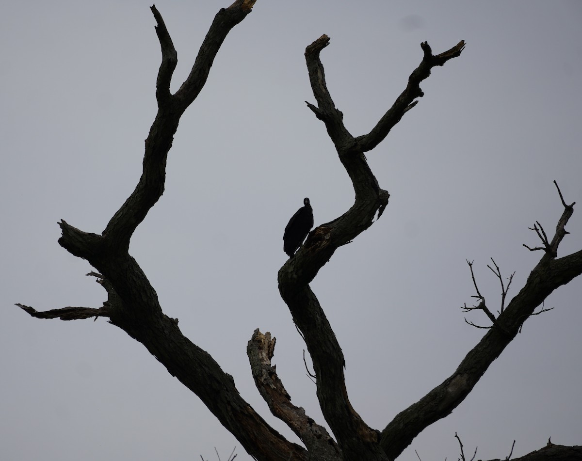 Black Vulture - ML637632011