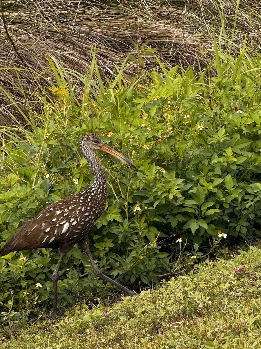Limpkin - ML637632012