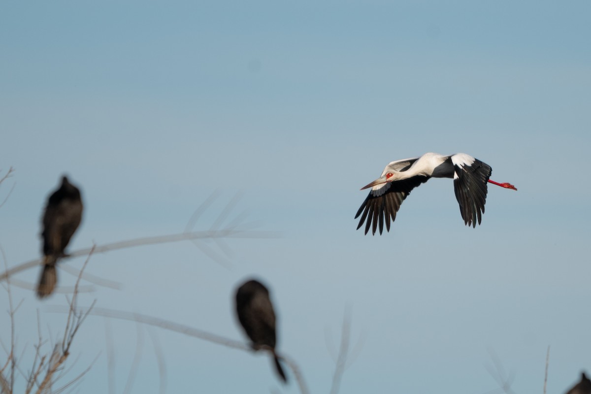 čáp jihoamerický - ML637632013