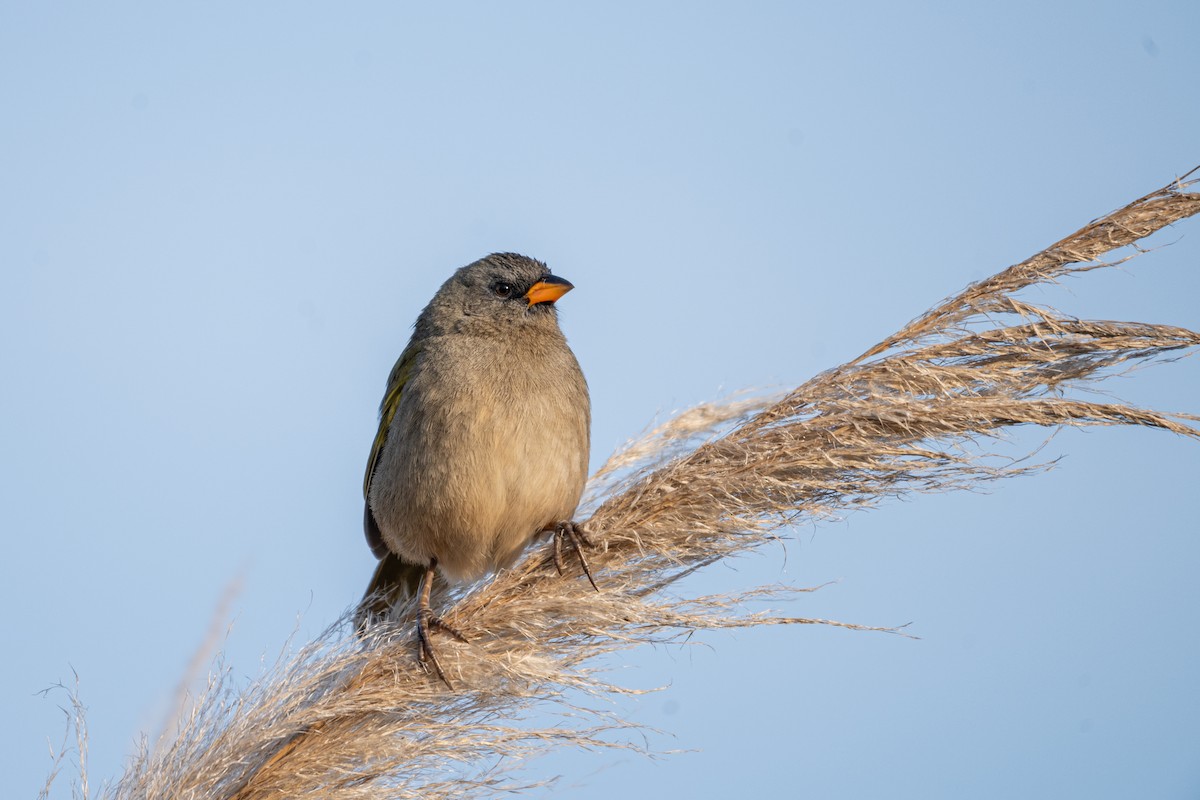 Great Pampa-Finch - ML637632014