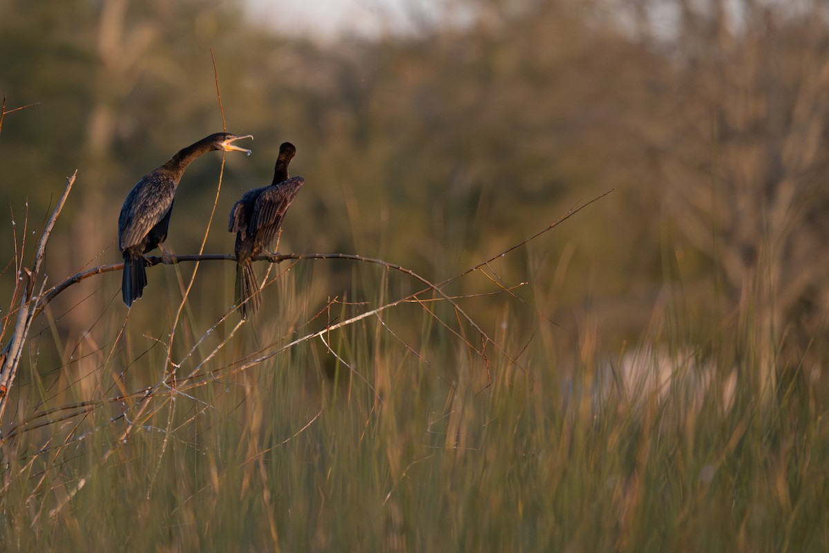 kormorán neotropický - ML637632020