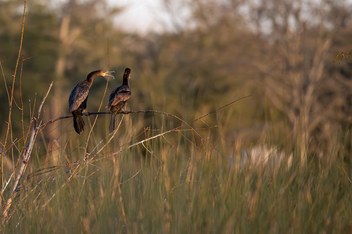 kormorán neotropický - ML637632021