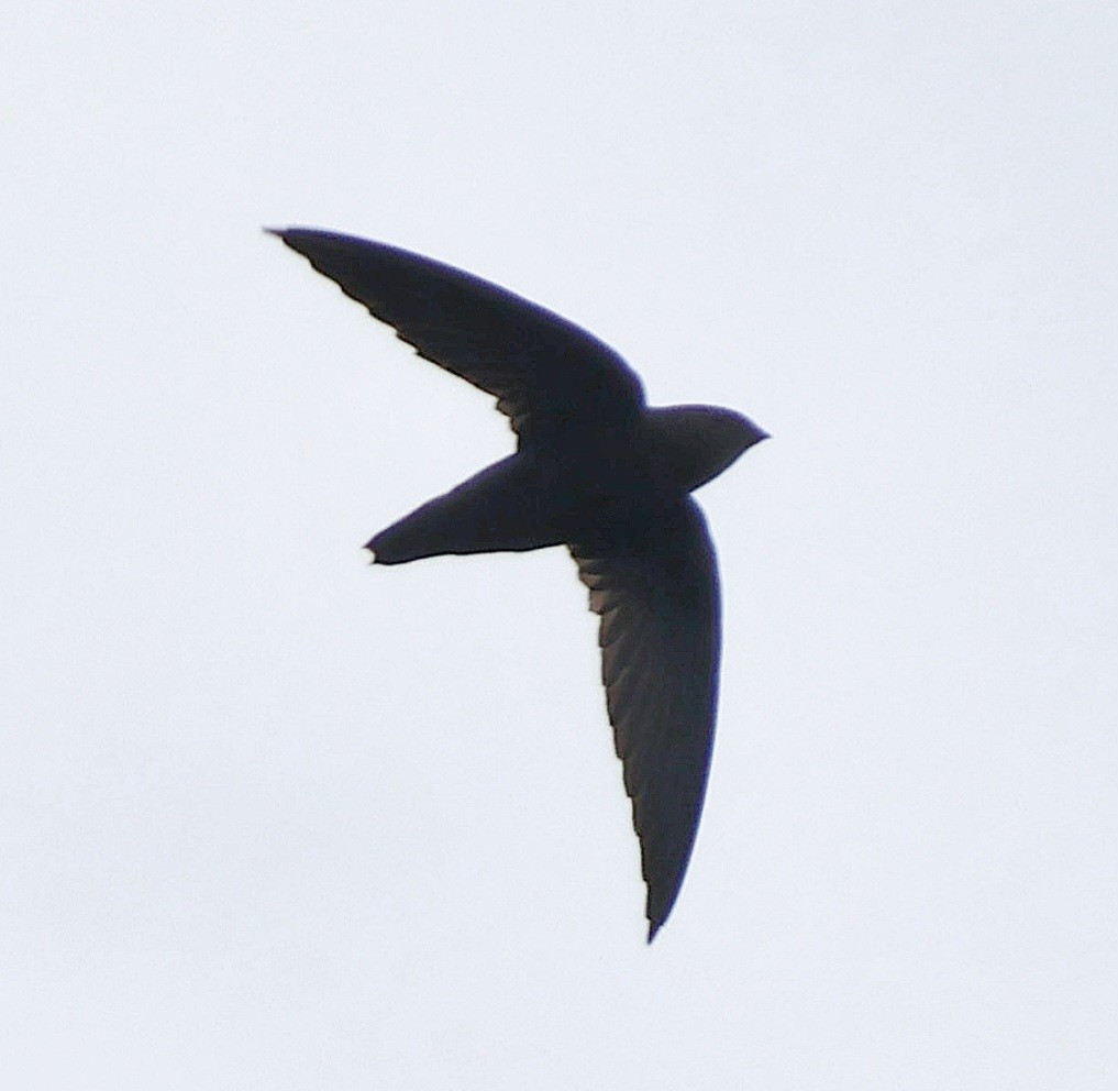 Short-tailed Swift - ML637632023