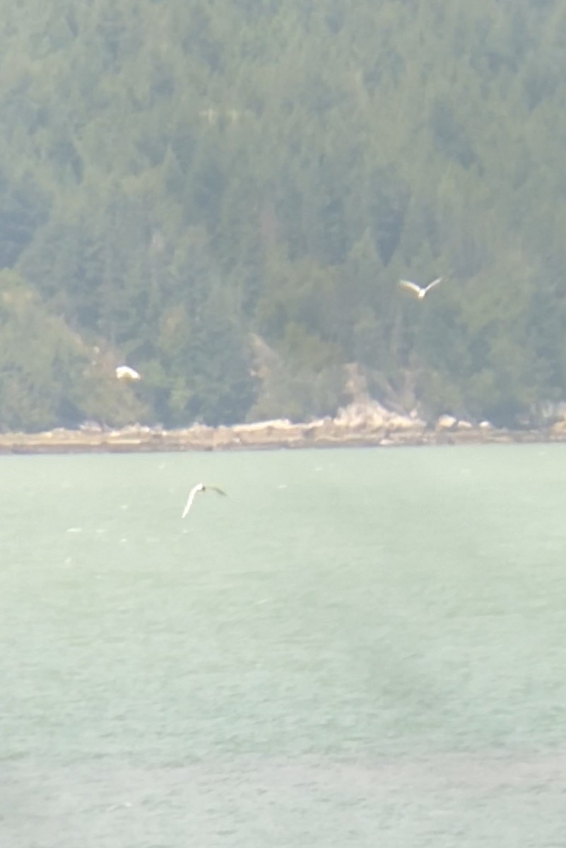 Caspian Tern - ML637632034