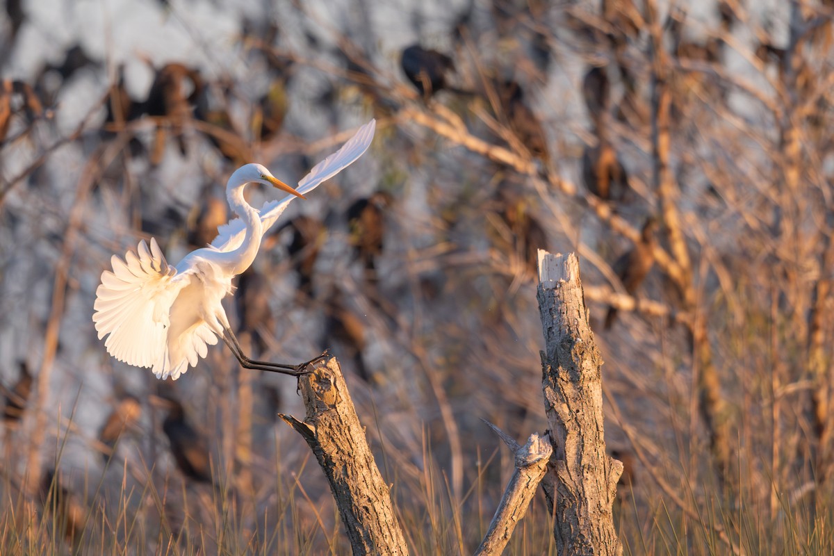 volavka bílá - ML637632036