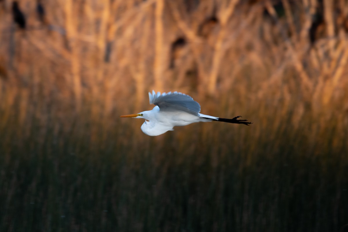 volavka bílá - ML637632037