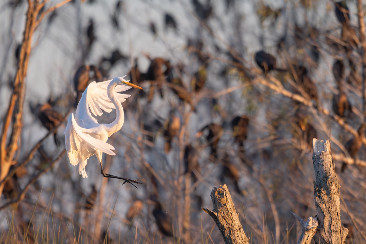 volavka bílá - ML637632038