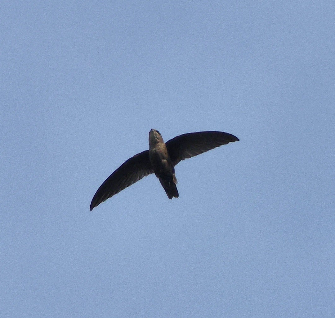 Short-tailed Swift - ML637632045