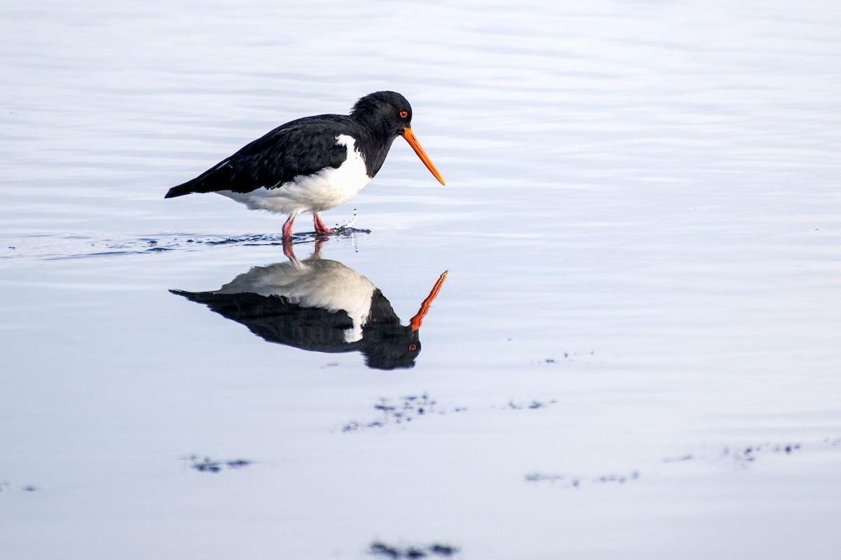 South Island Oystercatcher - ML637632072
