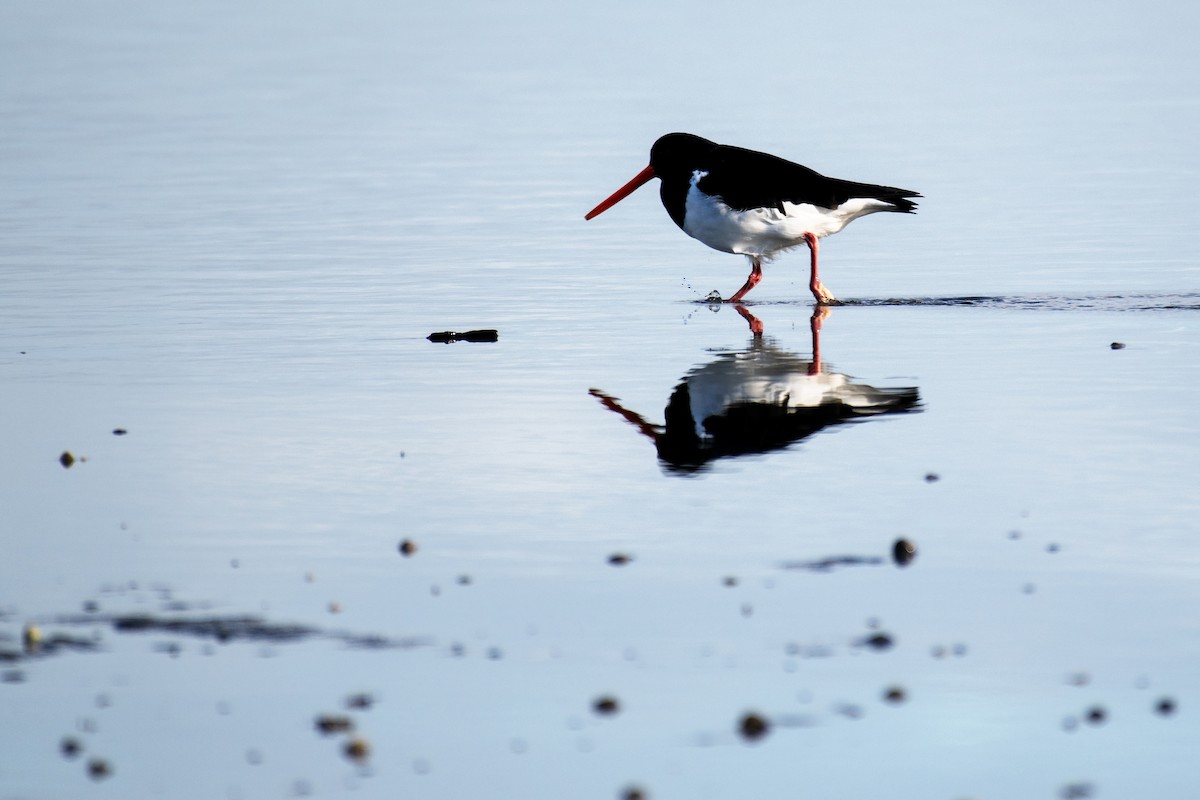 South Island Oystercatcher - ML637632073