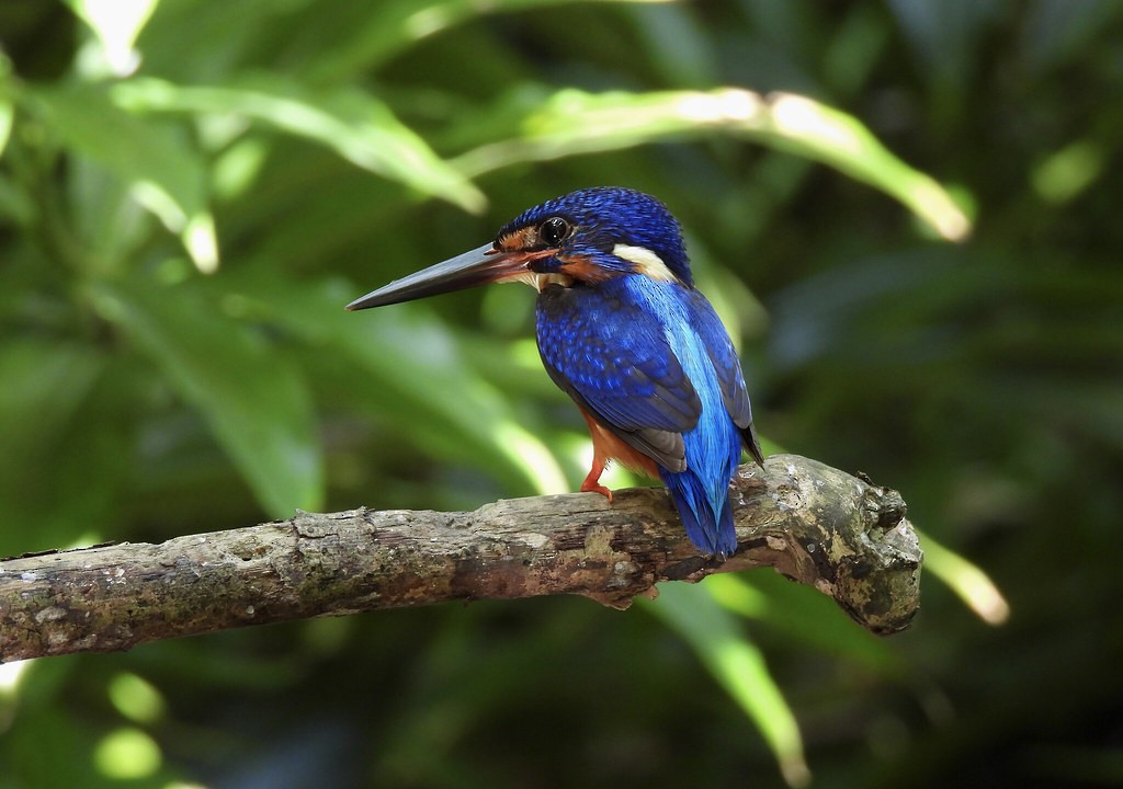 Blue-eared Kingfisher - ML637632081