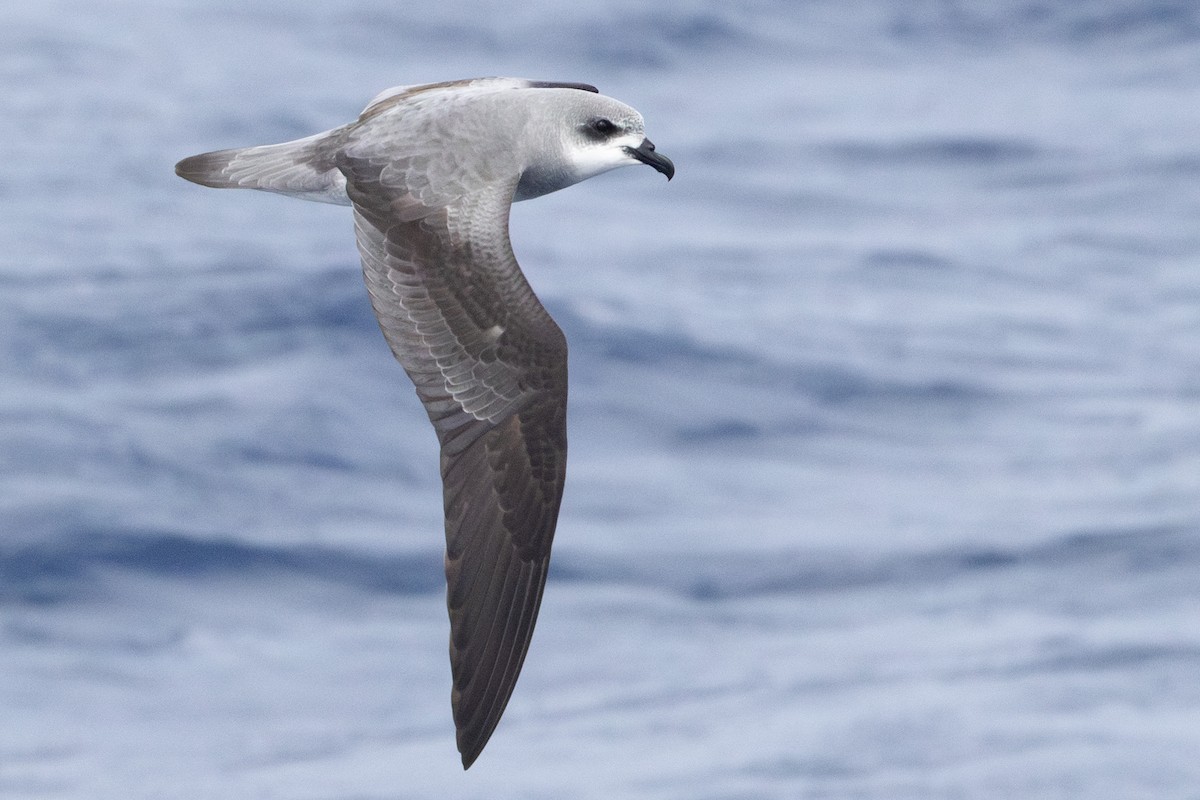Black-winged Petrel - ML637632090