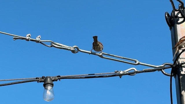 House Sparrow - ML637632094