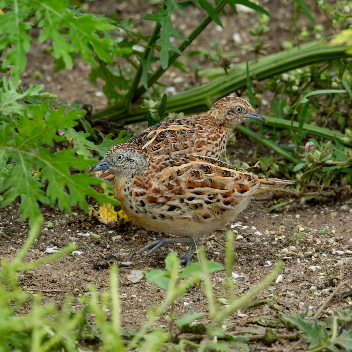 Small Buttonquail - ML637632137