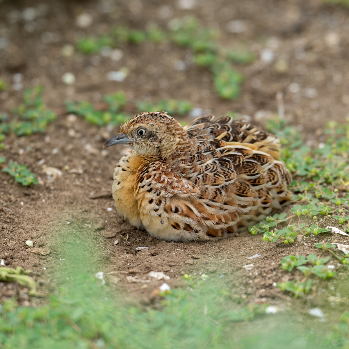 Small Buttonquail - ML637632148