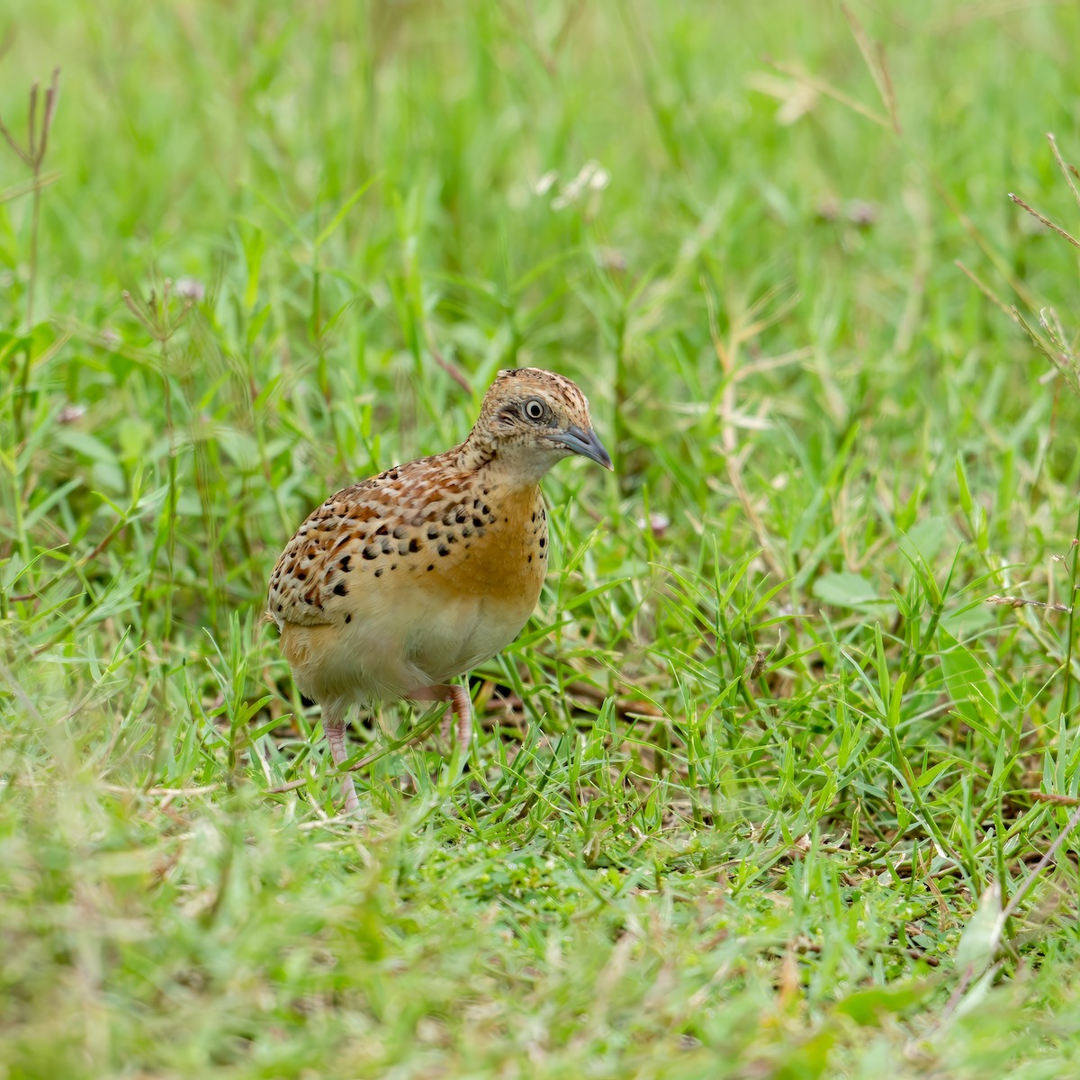 Small Buttonquail - ML637632149