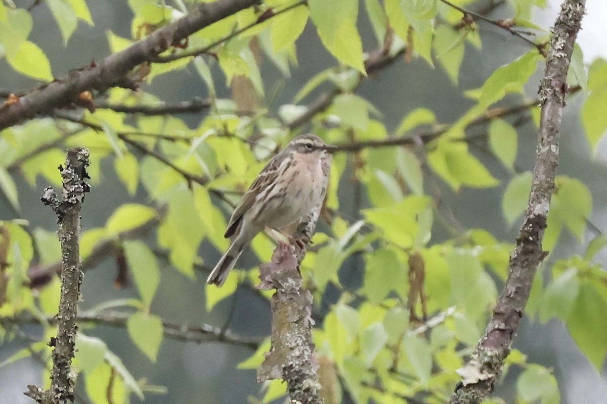 Rosy Pipit - ML637632159