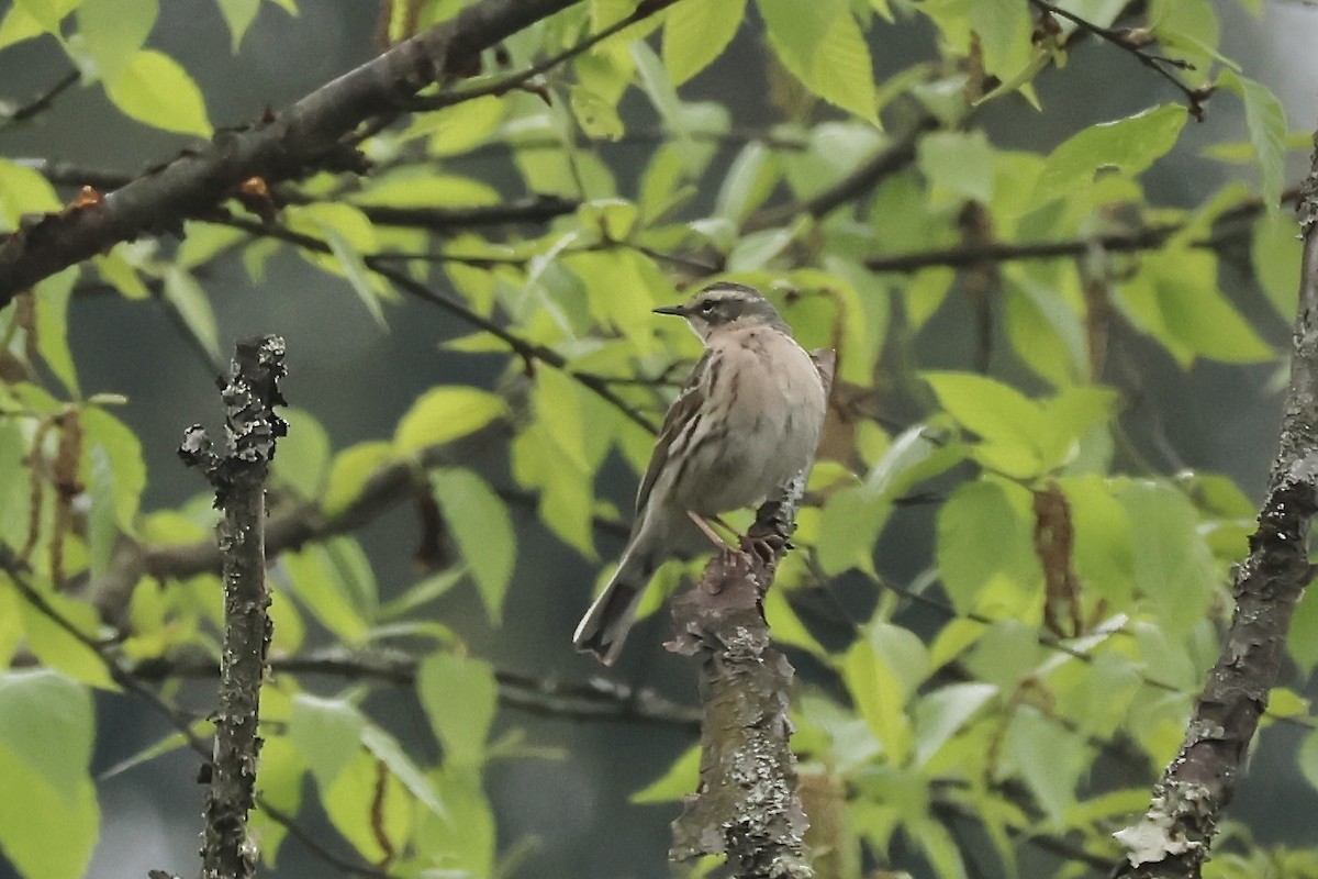 Rosy Pipit - ML637632161