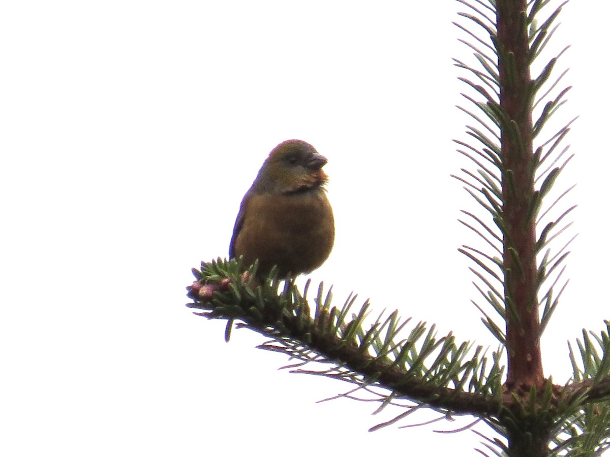 Gold-naped Finch - ML637632179