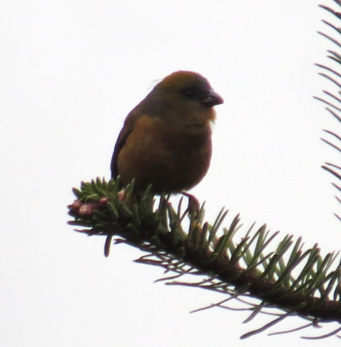 Gold-naped Finch - ML637632187