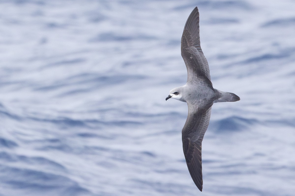 Black-winged Petrel - ML637632211
