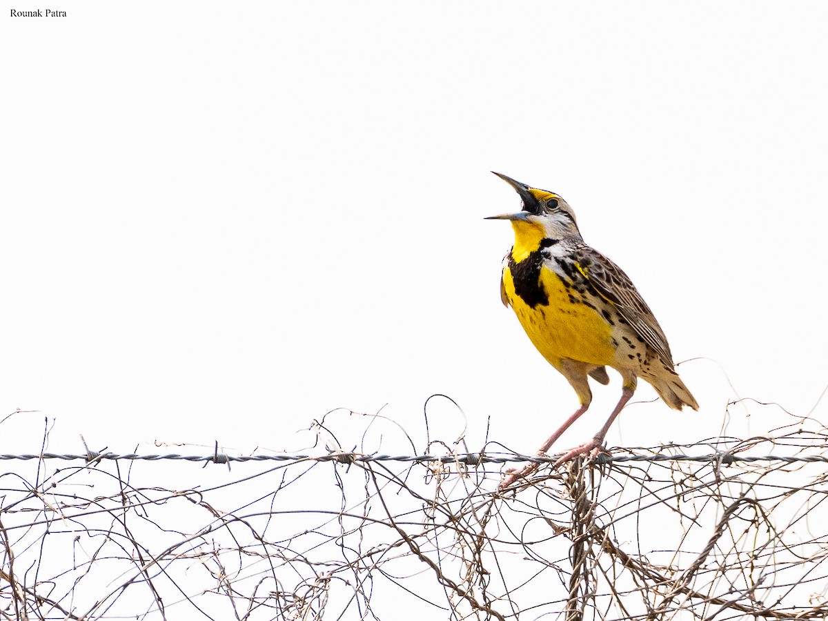 Eastern Meadowlark - ML637632235
