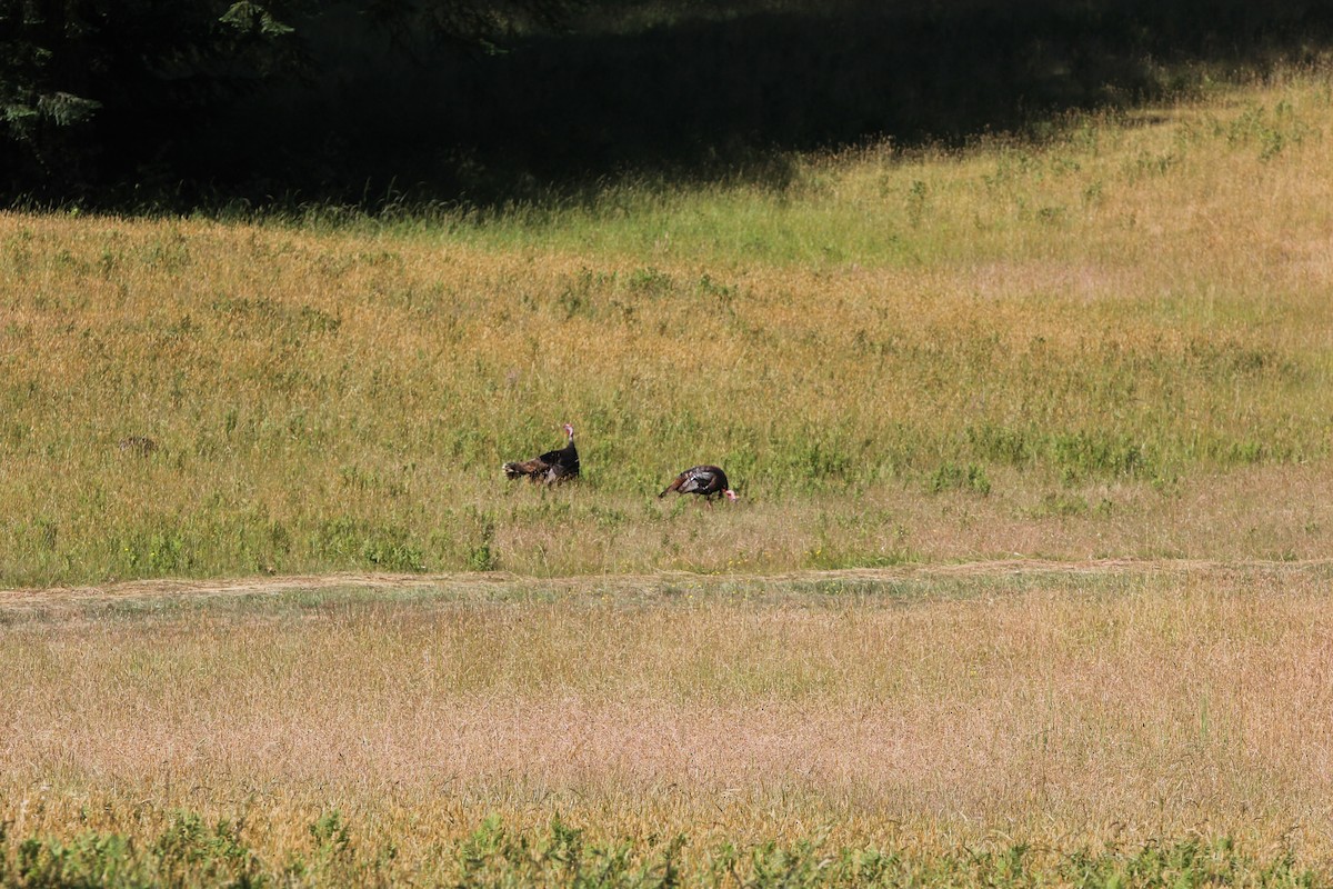 Wild Turkey - ML637632252