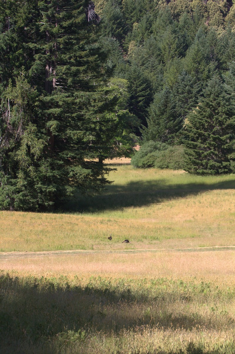 Wild Turkey - ML637632256