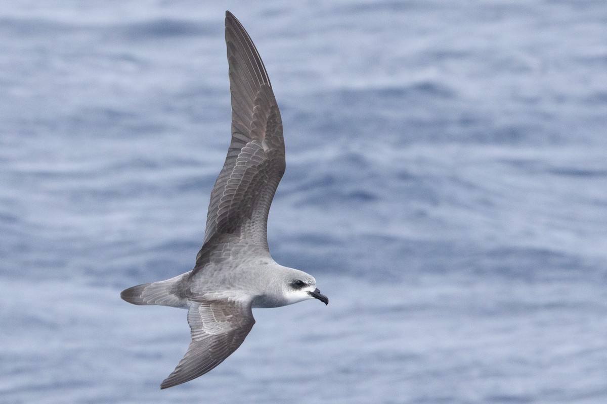 Black-winged Petrel - ML637632300