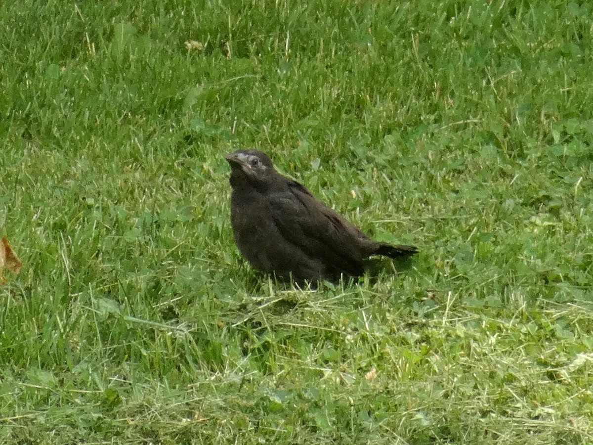 オオクロムクドリモドキ（versicolor） - ML637632314