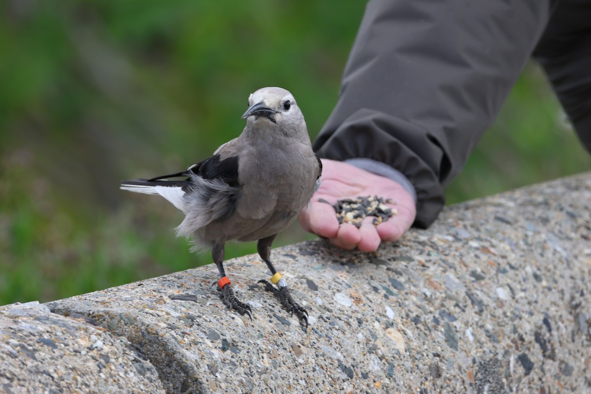 Clark's Nutcracker - ML637632331