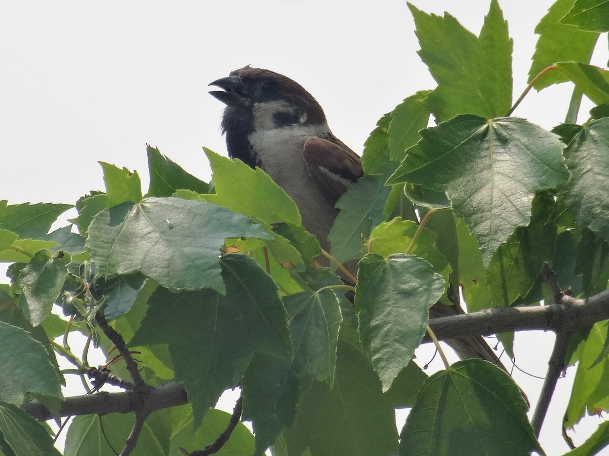 Moineau friquet - ML637632333